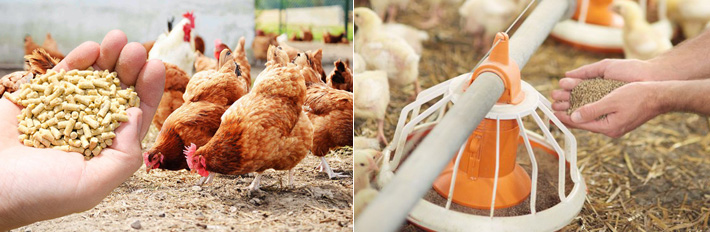 What Makes Nutritional Poultry Feed?