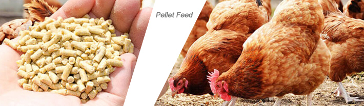Pellet Feed for Chicken