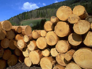 wood pellet manufacturing